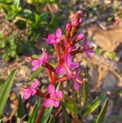 Stylidium armeria subsp. armeria at Croajingolong National Park - 6 Dec 2023