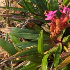 Stylidium armeria subsp. armeria at Croajingolong National Park - 6 Dec 2023