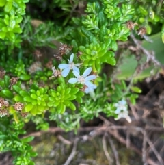 Olearia ramulosa (Oily Bush) at Wingan River, VIC - 6 Dec 2023 by NedJohnston