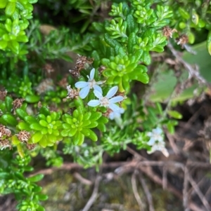 Olearia ramulosa at Croajingolong National Park - 6 Dec 2023