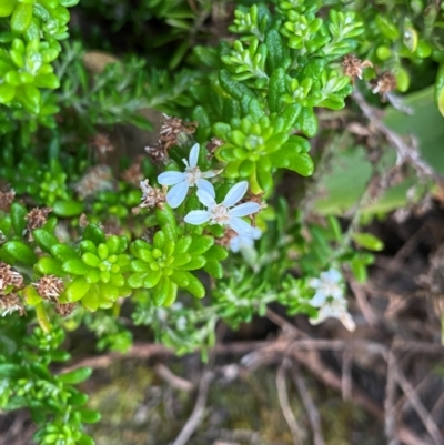 Olearia ramulosa (Oily Bush) at Croajingolong National Park - 6 Dec 2023 by NedJohnston