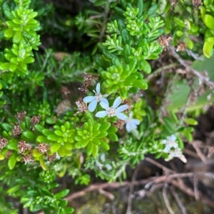 Olearia ramulosa at Croajingolong National Park - 6 Dec 2023