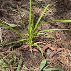 Cyperus eragrostis (Umbrella Sedge) at Higgins, ACT - 24 Dec 2023 by Untidy