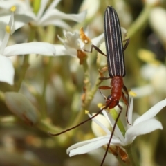 Syllitus rectus (Longhorn beetle) at Deakin, ACT - 23 Dec 2023 by LisaH