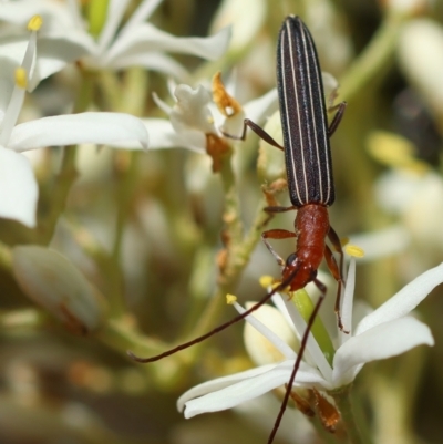 Syllitus rectus (Longhorn beetle) at Red Hill Nature Reserve - 23 Dec 2023 by LisaH
