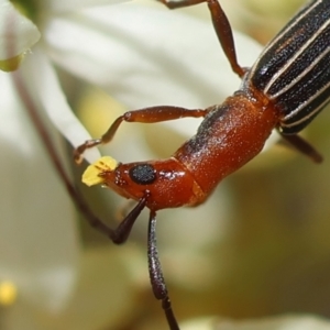 Syllitus rectus at Red Hill Nature Reserve - 23 Dec 2023