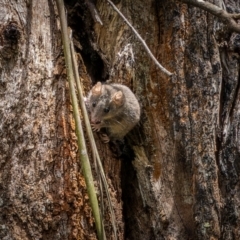 Antechinus agilis (Agile Antechinus) at Lower Cotter Catchment - 24 Dec 2023 by trevsci