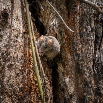 Antechinus agilis (Agile Antechinus) at Uriarra Village, ACT - 24 Dec 2023 by trevsci