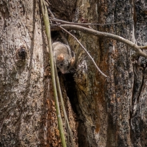 Antechinus agilis at Lower Cotter Catchment - 24 Dec 2023