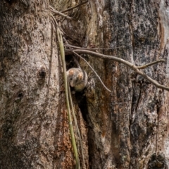 Antechinus agilis at Lower Cotter Catchment - 24 Dec 2023