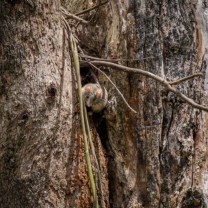 Antechinus agilis at Lower Cotter Catchment - 24 Dec 2023