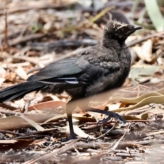 Corcorax melanorhamphos (White-winged Chough) at Hughes Grassy Woodland - 23 Dec 2023 by LisaH