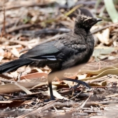 Corcorax melanorhamphos (White-winged Chough) at Red Hill to Yarralumla Creek - 23 Dec 2023 by LisaH