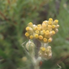 Pseudognaphalium luteoalbum at QPRC LGA - 23 Dec 2023