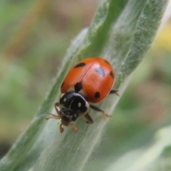 Hippodamia variegata (Spotted Amber Ladybird) at Mongarlowe, NSW - 23 Dec 2023 by MatthewFrawley