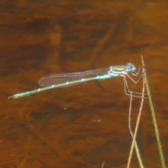 Austrolestes cingulatus (Metallic Ringtail) at Mongarlowe, NSW - 23 Dec 2023 by MatthewFrawley