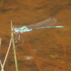 Austrolestes cingulatus at QPRC LGA - 23 Dec 2023