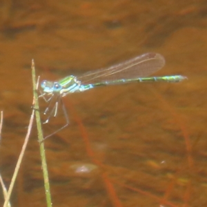 Austrolestes cingulatus at QPRC LGA - 23 Dec 2023