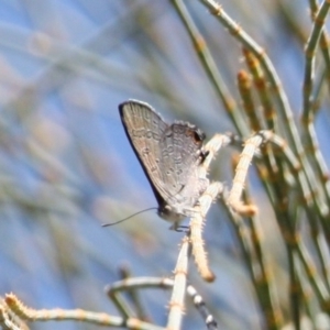 Acrodipsas aurata at Mount Ainslie - 18 Feb 2023