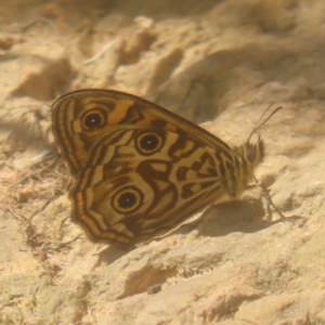 Geitoneura acantha at QPRC LGA - 23 Dec 2023