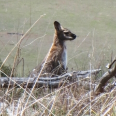 Notamacropus rufogriseus (Red-necked Wallaby) at The Pinnacle - 23 Nov 2018 by sangio7