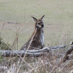 Notamacropus rufogriseus at The Pinnacle - 23 Nov 2018