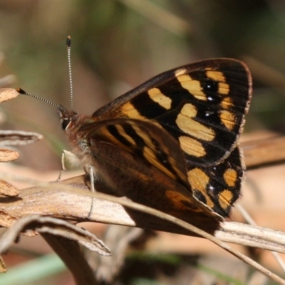 Argynnina cyrila (Forest Brown, Cyril's Brown) at Tidbinbilla Nature Reserve - 13 Oct 2023 by DavidForrester