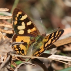 Argynnina cyrila at Tidbinbilla Nature Reserve - 13 Oct 2023