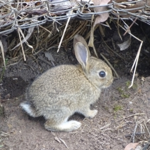 Oryctolagus cuniculus at O'Malley, ACT - 24 Dec 2023