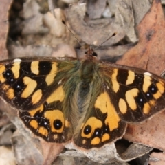 Argynnina cyrila (Forest Brown, Cyril's Brown) at Tidbinbilla Nature Reserve - 21 Oct 2023 by DavidForrester