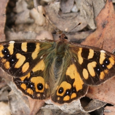 Argynnina cyrila (Forest brown, Cyril's brown) at Paddys River, ACT - 21 Oct 2023 by DavidForrester