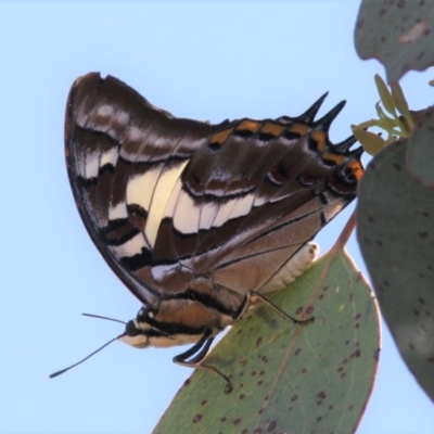 Charaxes sempronius (Tailed Emperor) at Ainslie, ACT - 17 Dec 2023 by DavidForrester