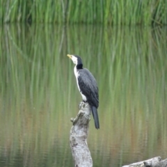 Microcarbo melanoleucos (Little Pied Cormorant) at O'Malley, ACT - 23 Dec 2023 by Mike