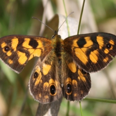 Heteronympha cordace (Bright-eyed Brown) at Kosciuszko National Park - 15 Dec 2023 by DavidForrester