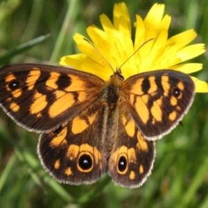 Heteronympha cordace at Kosciuszko National Park - 16 Dec 2023 08:51 AM