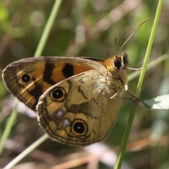 Heteronympha cordace at Kosciuszko National Park - 16 Dec 2023