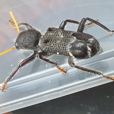 Trogodendron sp. (genus) (Clerid beetle) at Yass River, NSW - 24 Dec 2023 by SenexRugosus