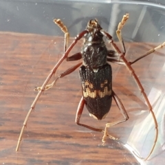 Phoracantha semipunctata (Common Eucalypt Longicorn) at Yass River, NSW - 24 Dec 2023 by SenexRugosus