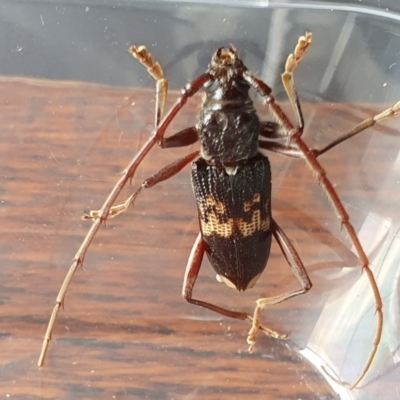 Phoracantha semipunctata (Common Eucalypt Longicorn) at Rugosa - 24 Dec 2023 by SenexRugosus