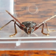 Phoracantha semipunctata at Rugosa - 24 Dec 2023