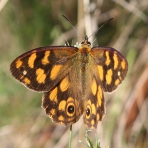 Heteronympha solandri at Kosciuszko National Park - 16 Dec 2023