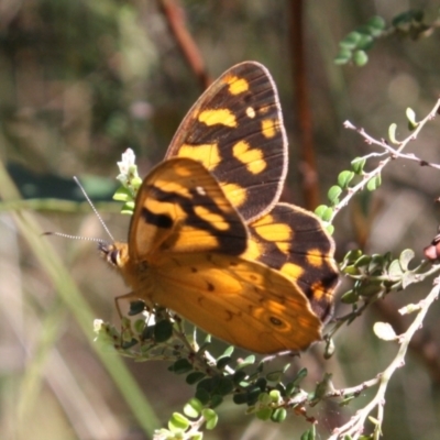 Heteronympha solandri (Solander's Brown) at Wilsons Valley, NSW - 15 Dec 2023 by DavidForrester