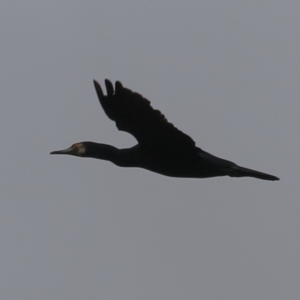 Phalacrocorax carbo at Gordon Pond - 24 Dec 2023