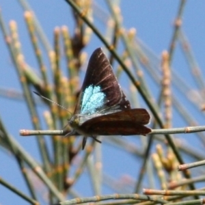 Hypochrysops delicia at Mount Ainslie - 26 Nov 2023