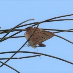 Hypochrysops delicia (Moonlight Jewel) at Ainslie, ACT - 24 Jan 2023 by DavidForrester