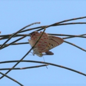 Hypochrysops delicia at Mount Ainslie - 24 Jan 2023