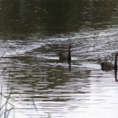 Cygnus atratus at Gordon Pond - 24 Dec 2023