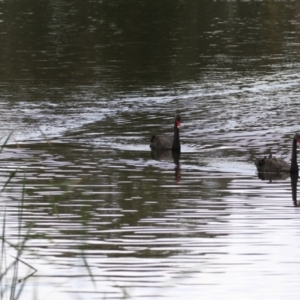 Cygnus atratus at Gordon Pond - 24 Dec 2023 01:58 PM