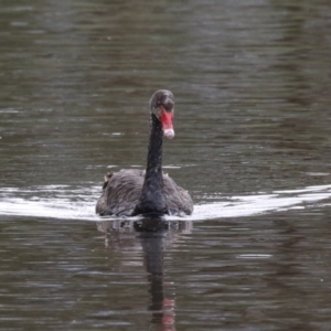 Cygnus atratus at Gordon Pond - 24 Dec 2023 01:58 PM