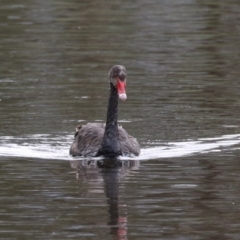 Cygnus atratus at Gordon Pond - 24 Dec 2023